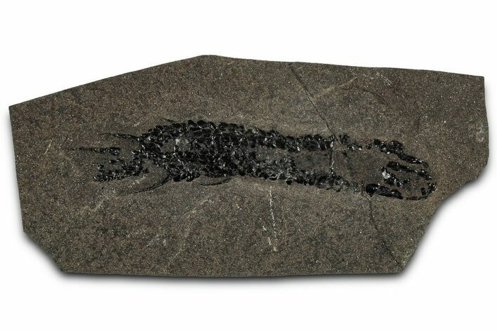 Devonian Lobed-Fin Fish (Osteolepis) Fossil - Scotland #354101